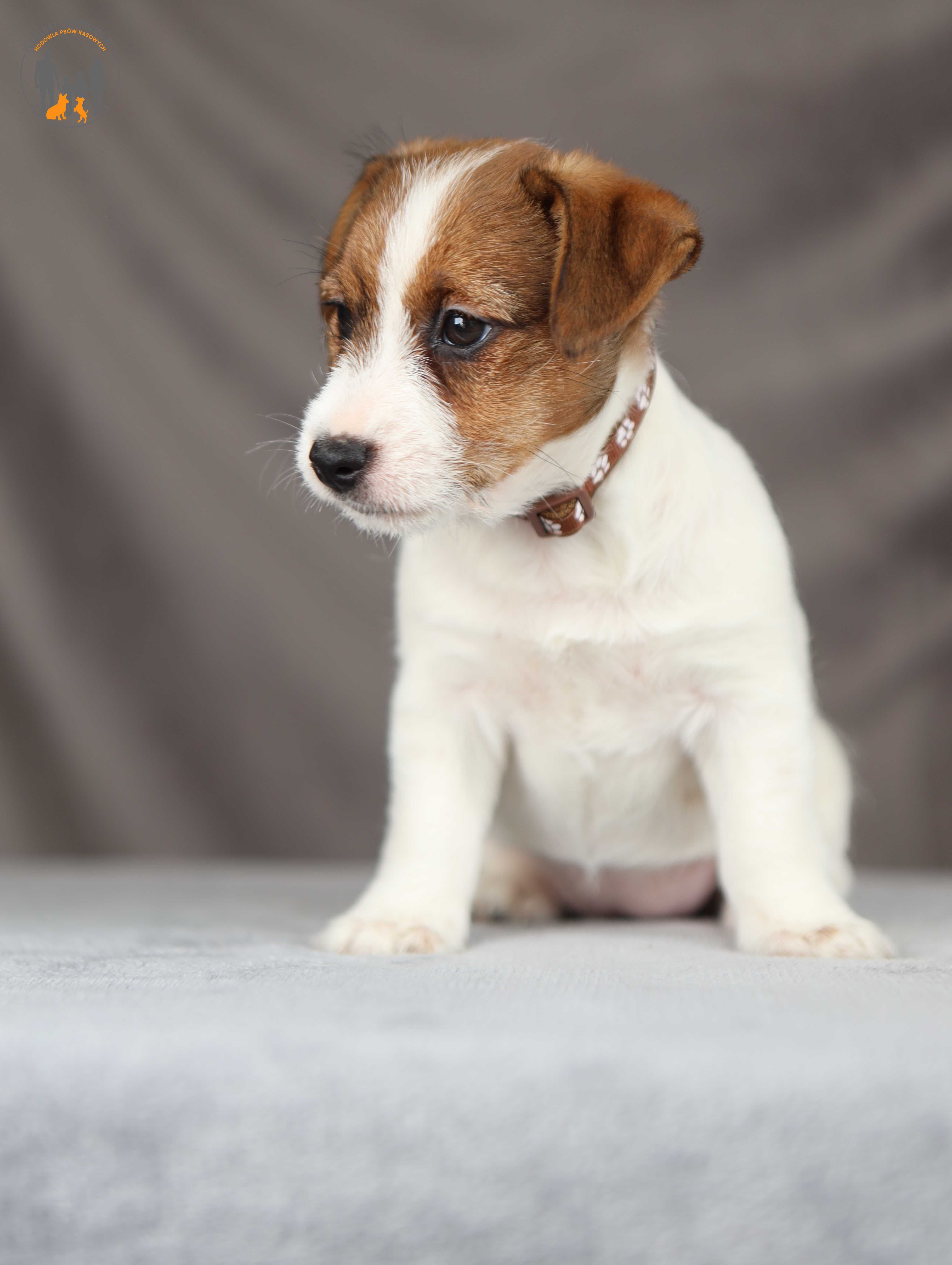 Jack Russell Terrier ZKwP FCI piękna suczka po CH.PL