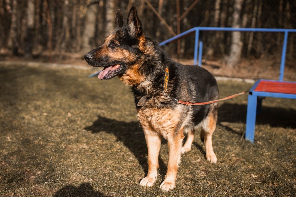 Suczka Owczarek niemiecki do adopcji