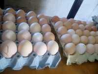 Jajka jaja wiejskie świeże ekologiczne dostawa ,Kury na rosół