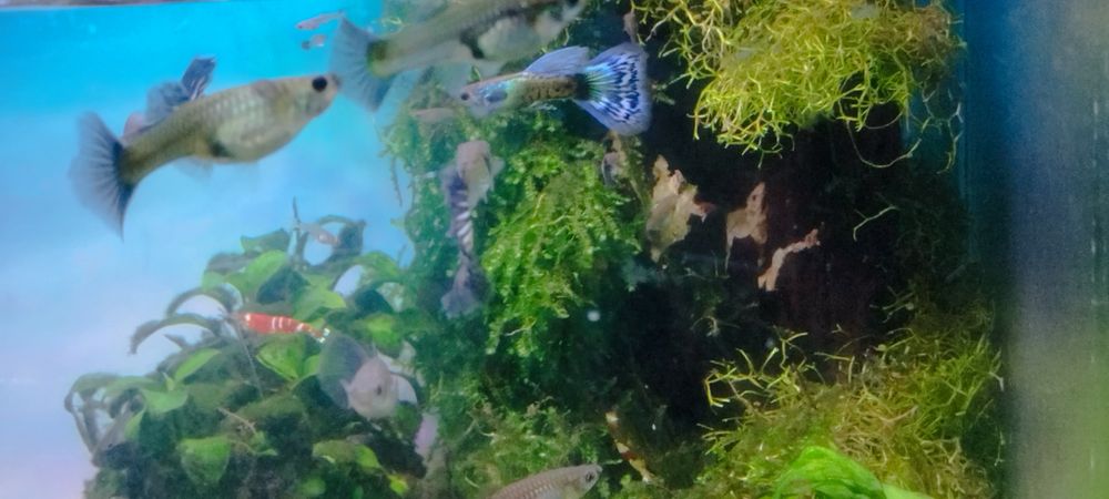 Guppys Galaxy blue