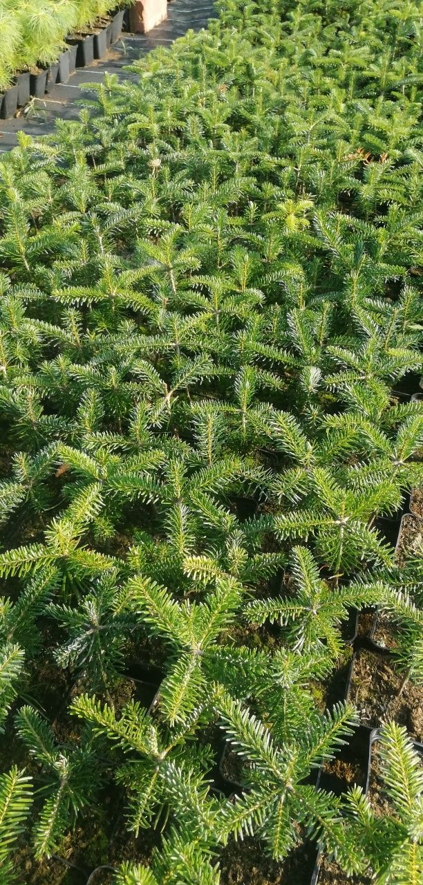 Jodła kaukaska(Abies nordmaniana)