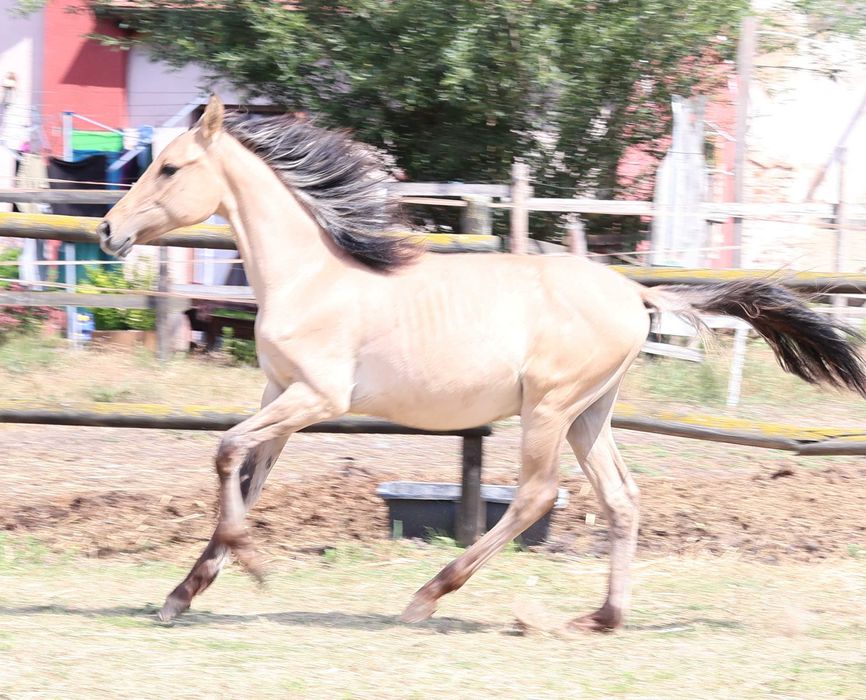 Ogierek po Herald III