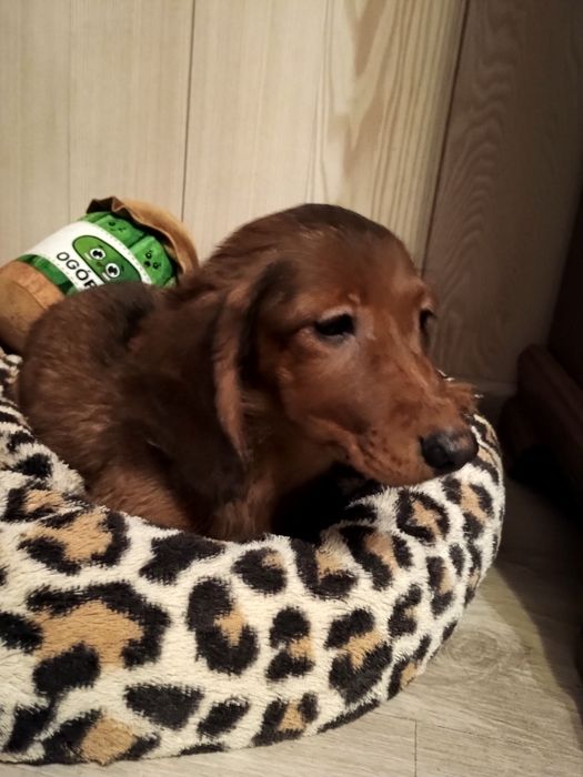 Jamnik długowłosy miniaturowy -piesek