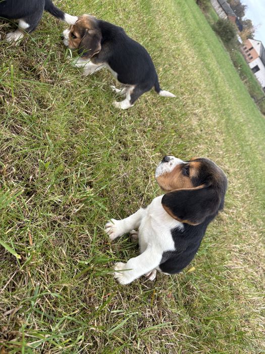 Beagle szczeniak piesek