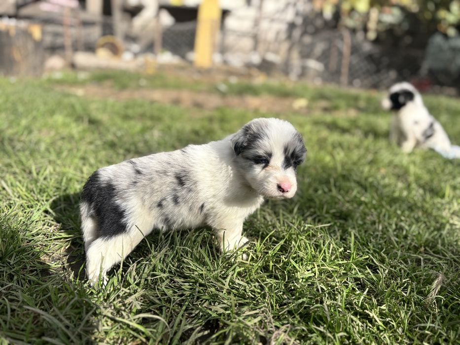Border collie - piesek