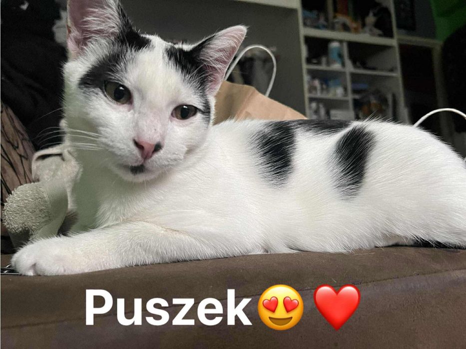 Puszek - Śnieżny Gentelmen szuka domu