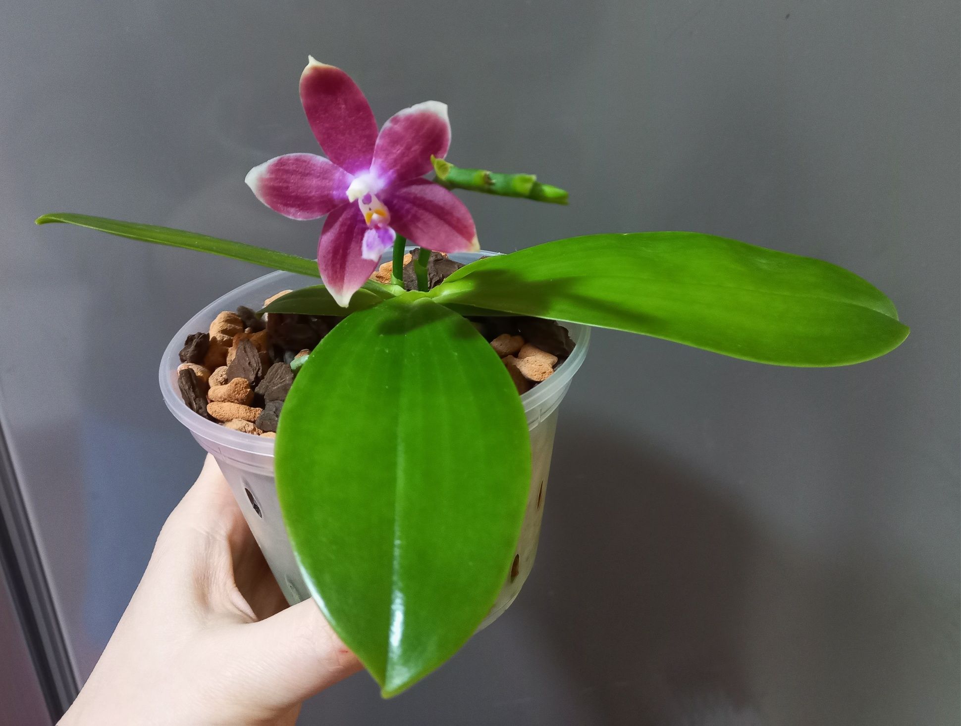 Орхідея Mituo (орхидея) phalaenopsis Speciosa & Mituo Prince Bb