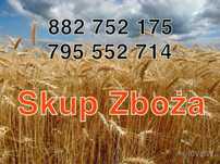 Pszenica, Pszenżyto i Żyto
