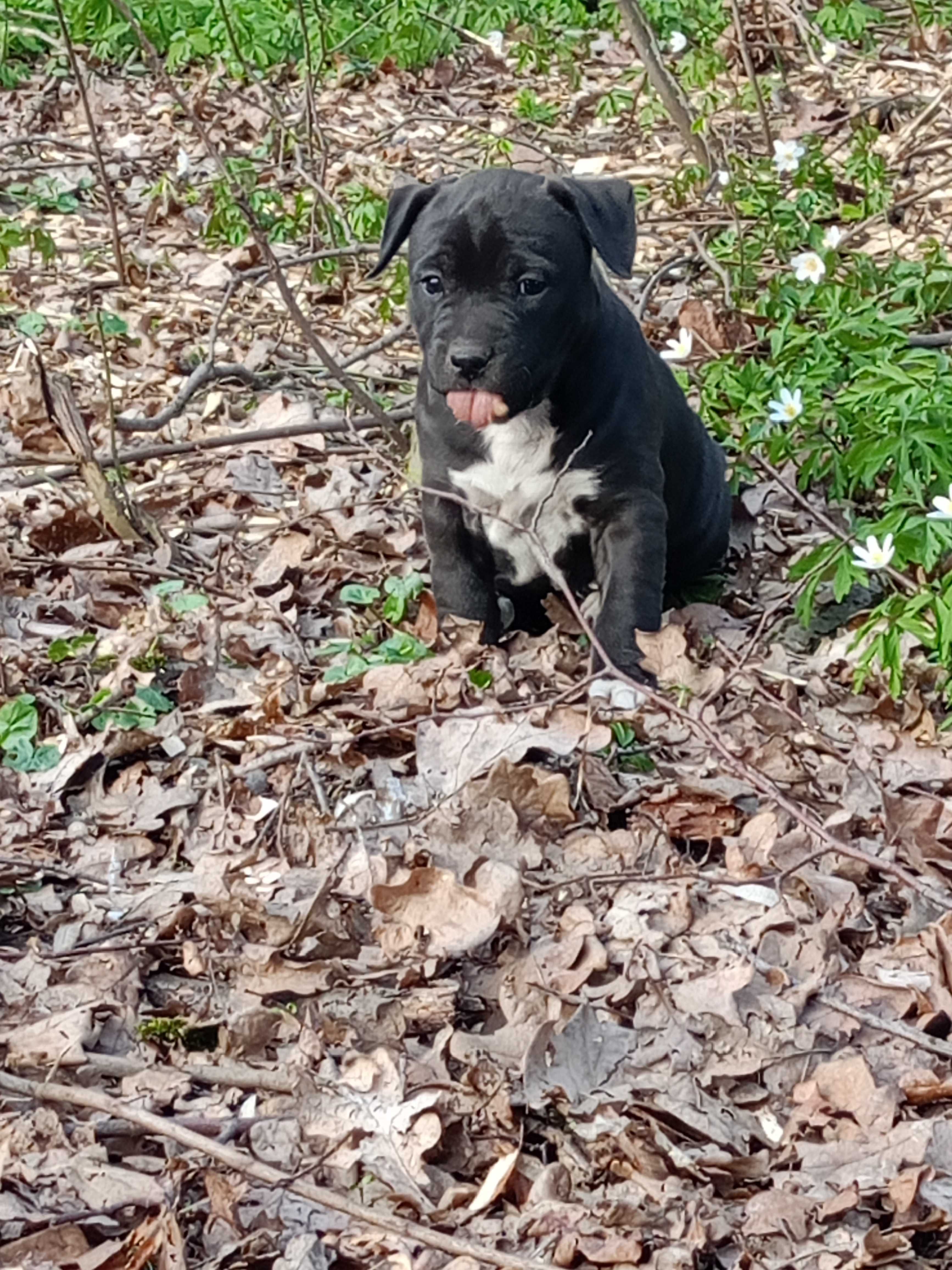 American Staffordshire Terrier Amstaff