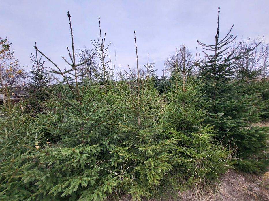 Jodła Kaukaska świerk zwykły  i srebrny maly