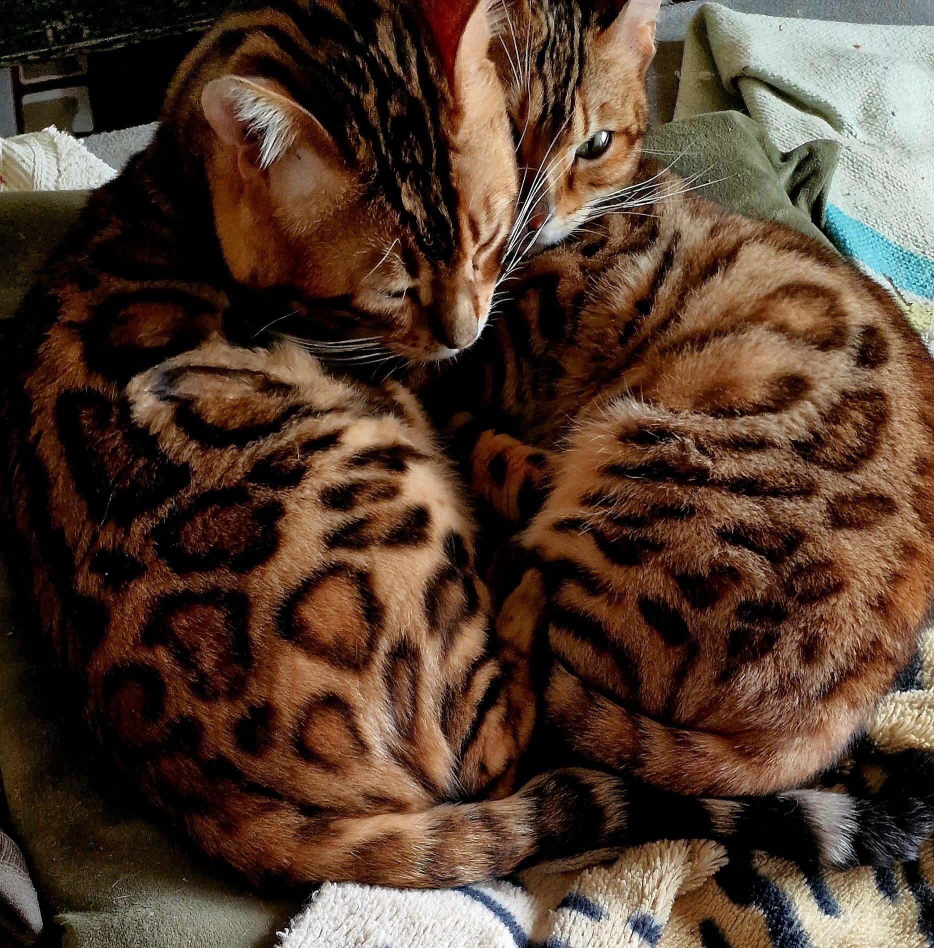 Gato bengal de excelência