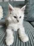Kocur Maine coon as 12 blue chinchilla do hodowli
