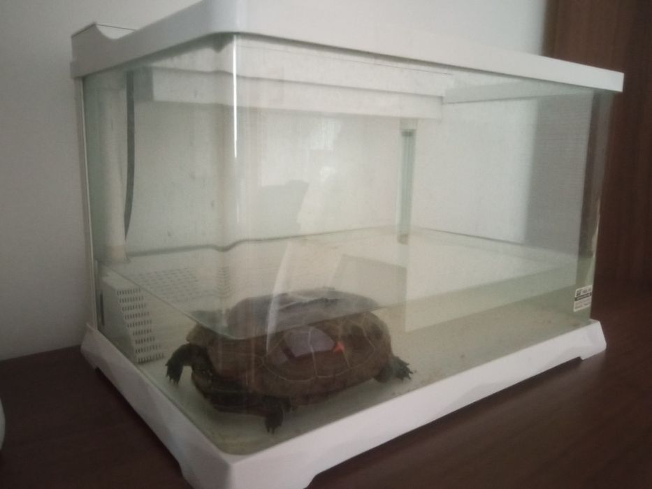 Akwarium z funkcją filtracji na żółwia.