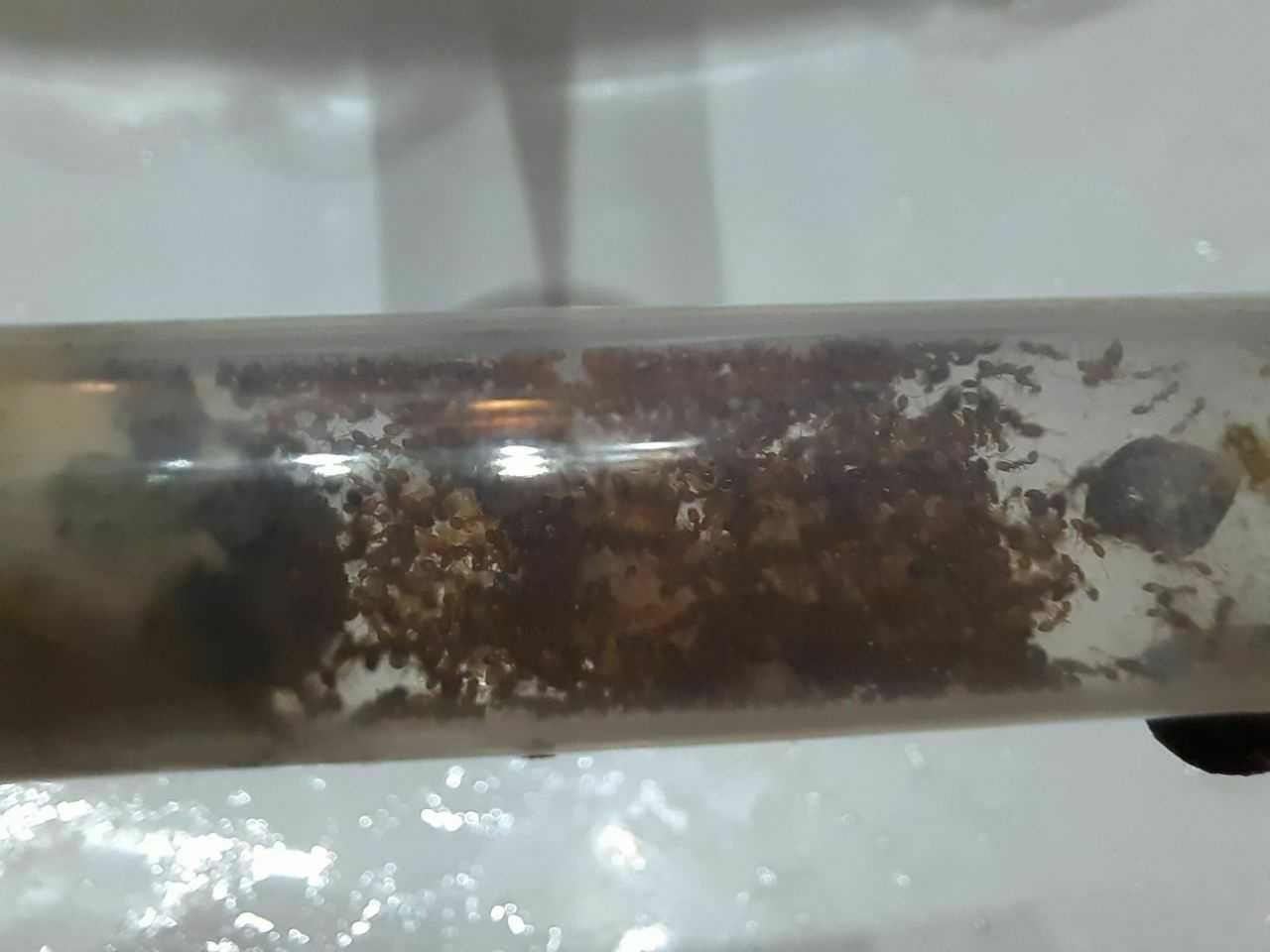 Monomorium pharaonis kolonia mrówek