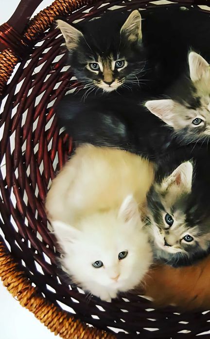 Olbrzym długowłosy Maine coon niebieskookie kocurek kociczka Kotek