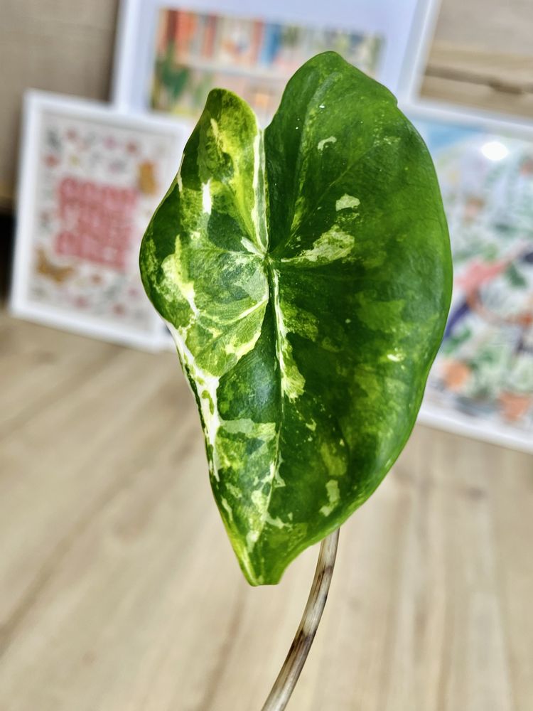 Alocasia Alokazja zebrina trikolor 'moro' variegata cała roślina HIT !