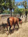 Poldra PSL, castanha, 2 anos mansa.