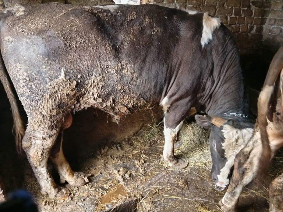 Продам живою вагою бичків