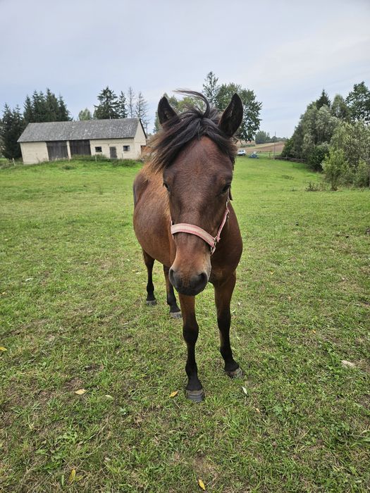 Wałach huculski misiowaty