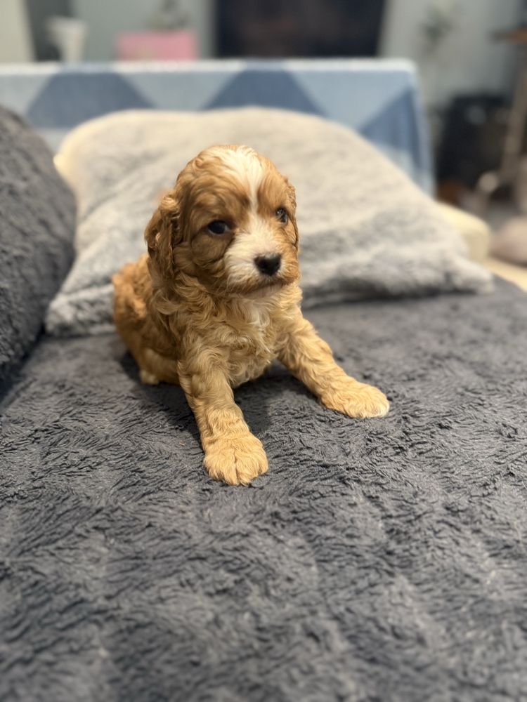 Cavapoo śliczny szczeniaczek
