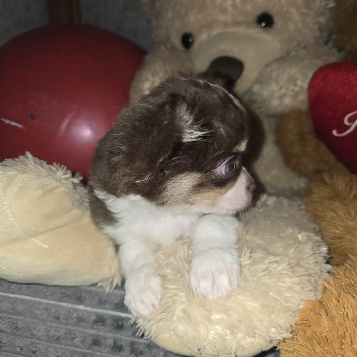 Piekny czekoladowy chlopak chihuahua dlugowlosy