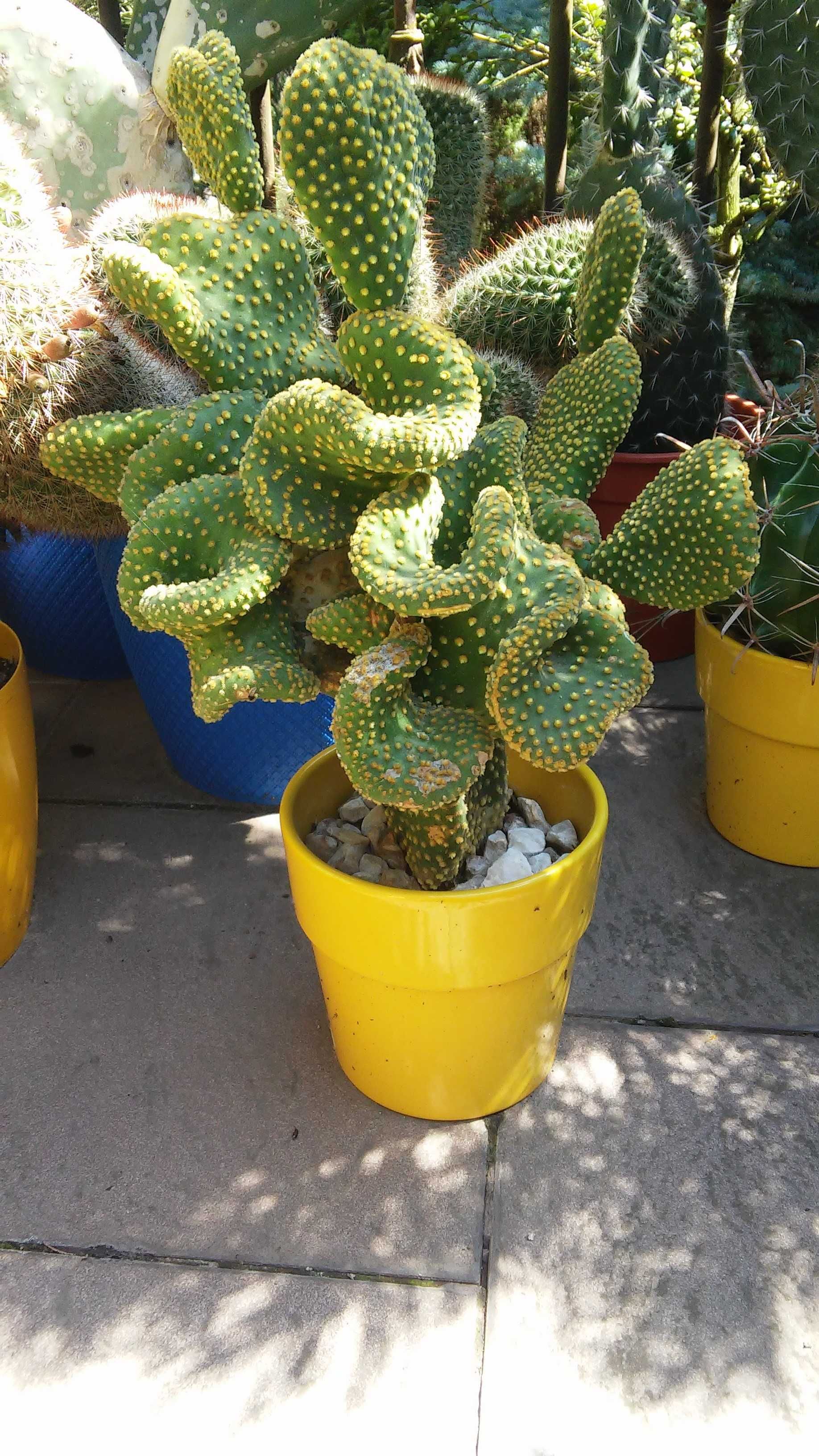 Sprzedam kaktusy