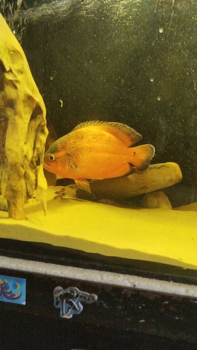 Астронотус оскар