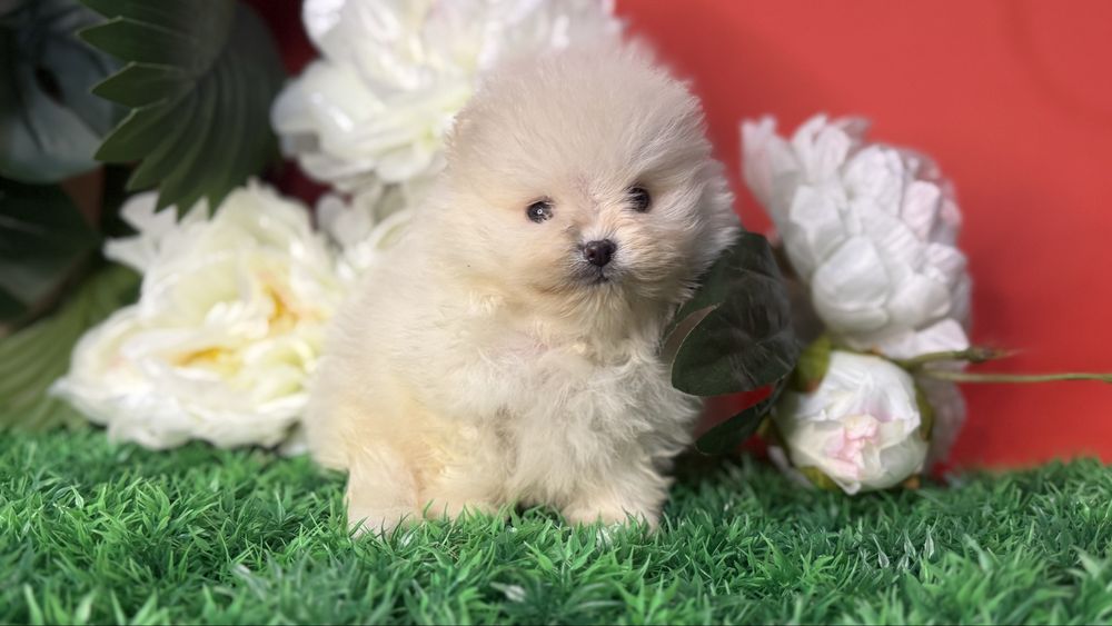 Курносий хлопчик супер міні шпиць