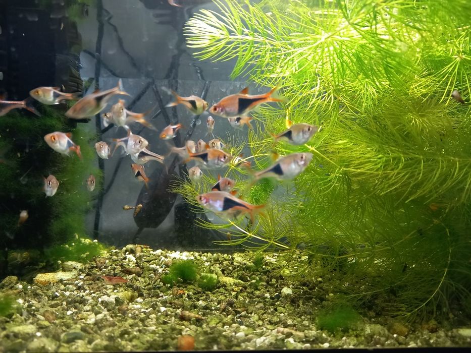 Razbora klinowa ryba