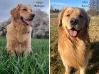 Golden Retriever ZKwP FCI złoty piesek