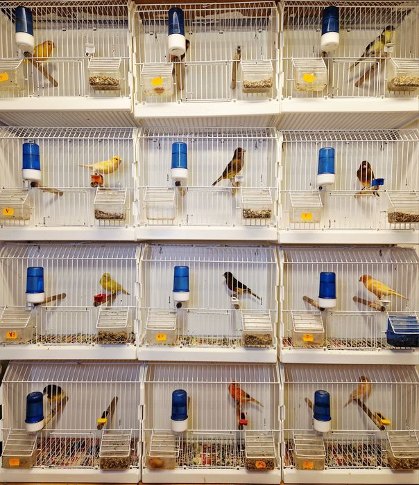 Kanarki Samce 2025 Duży wybór