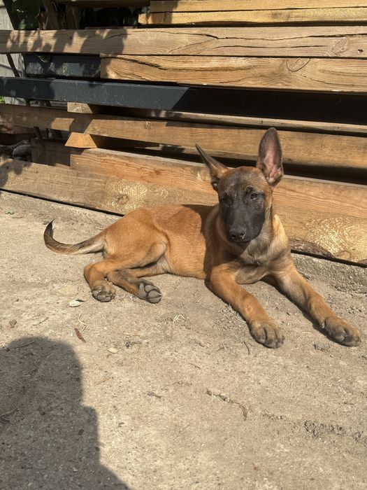 Owczrek Belgijski Malinois piękna suczka