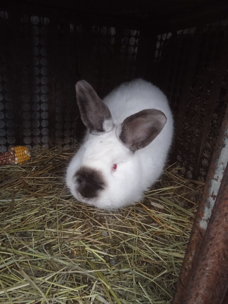 Продам кроликов колифорнийской породы самцы и самки