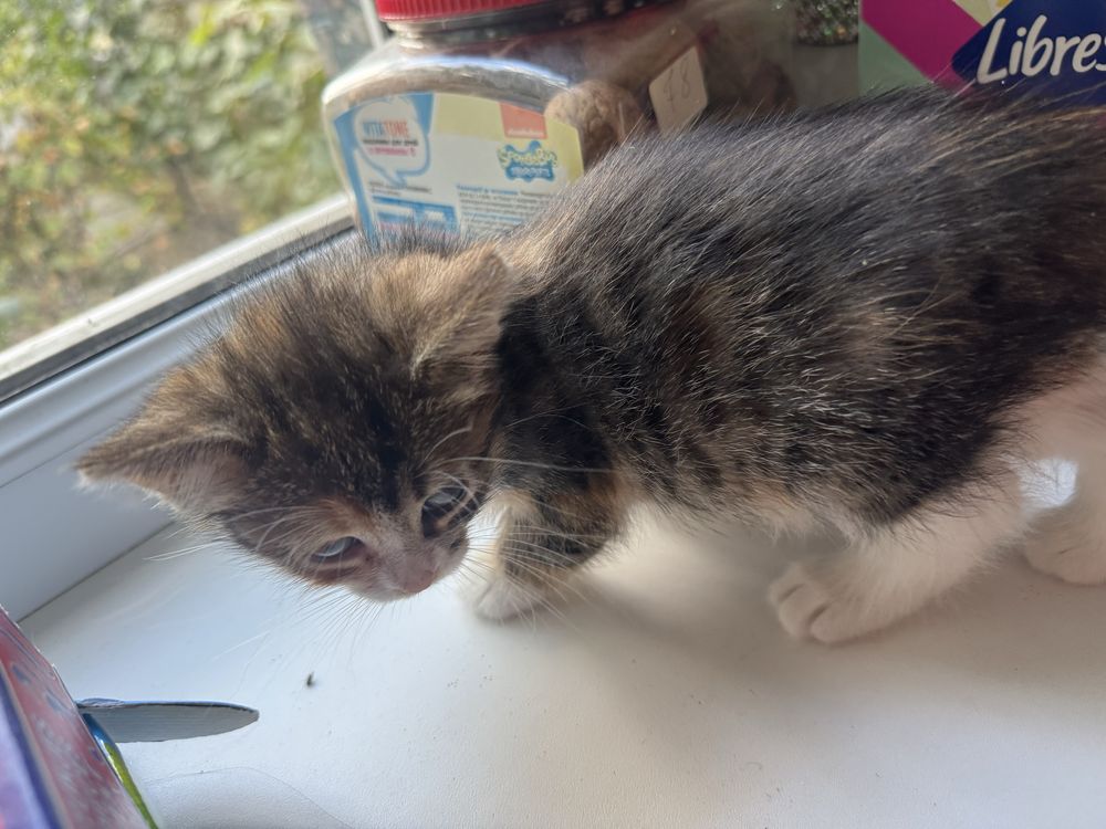 Котята мальчик девочка отдам бесплатно