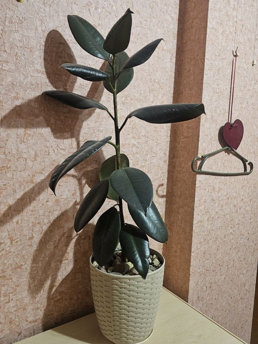 Вазон разом з горщиком Фікус