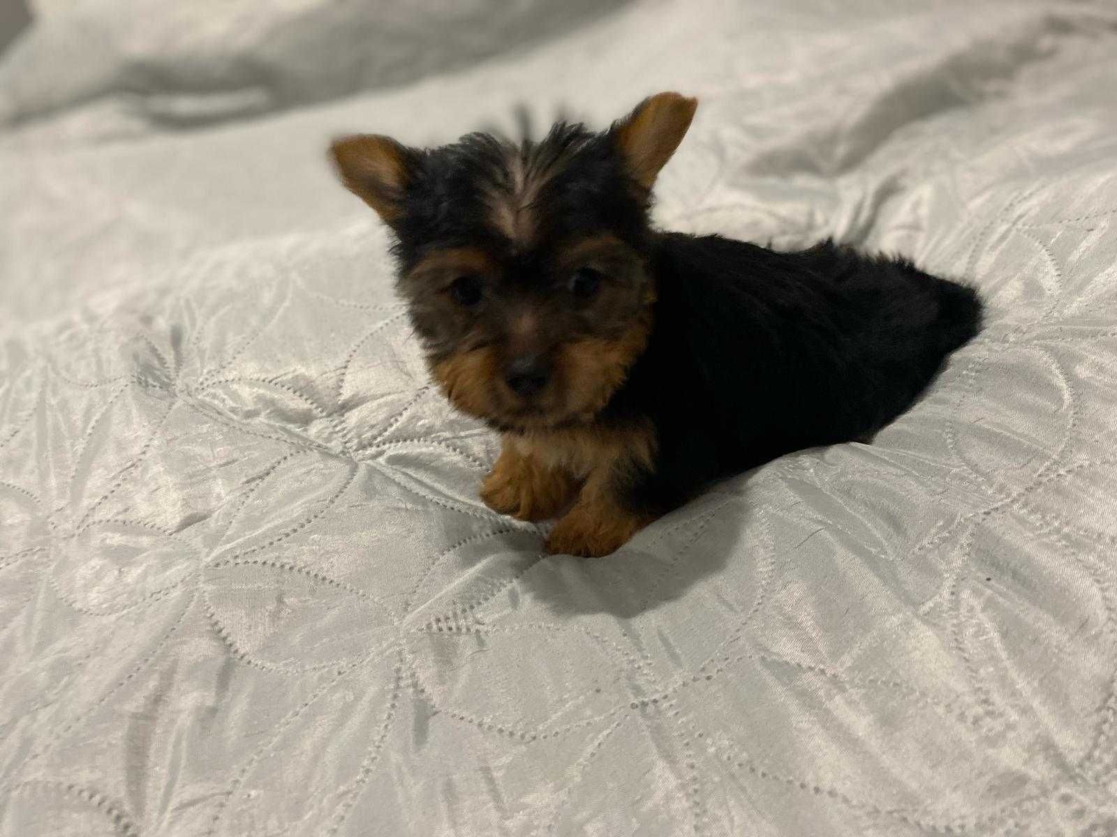 Yorkshire Terrier Miniatura