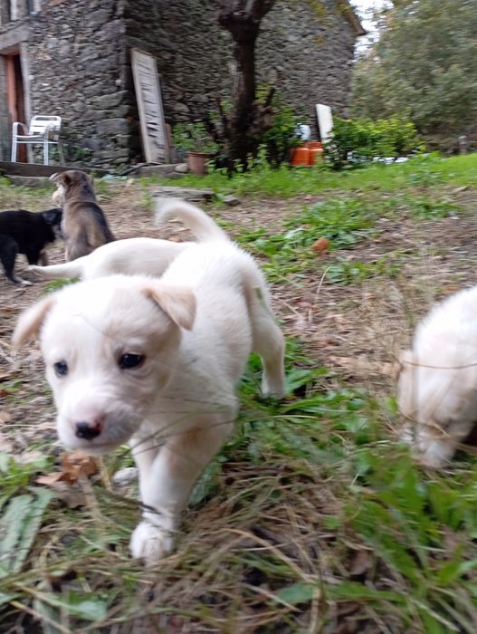 Crias de husky para doar.