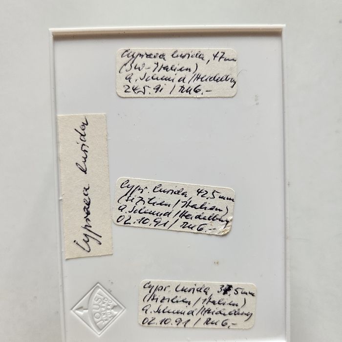 Muszle morskie cypraea lurida 3 sztuki