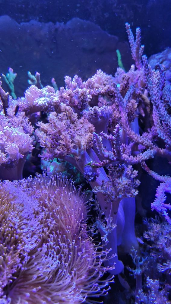 Koralowiec Capnella małe i duże szczepki, akwarium morskie