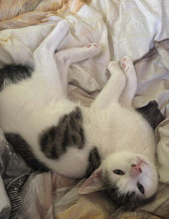 Oddam kotka w dobre ręce