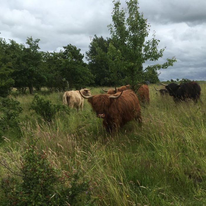 Krowy cielaki jalowki Highland