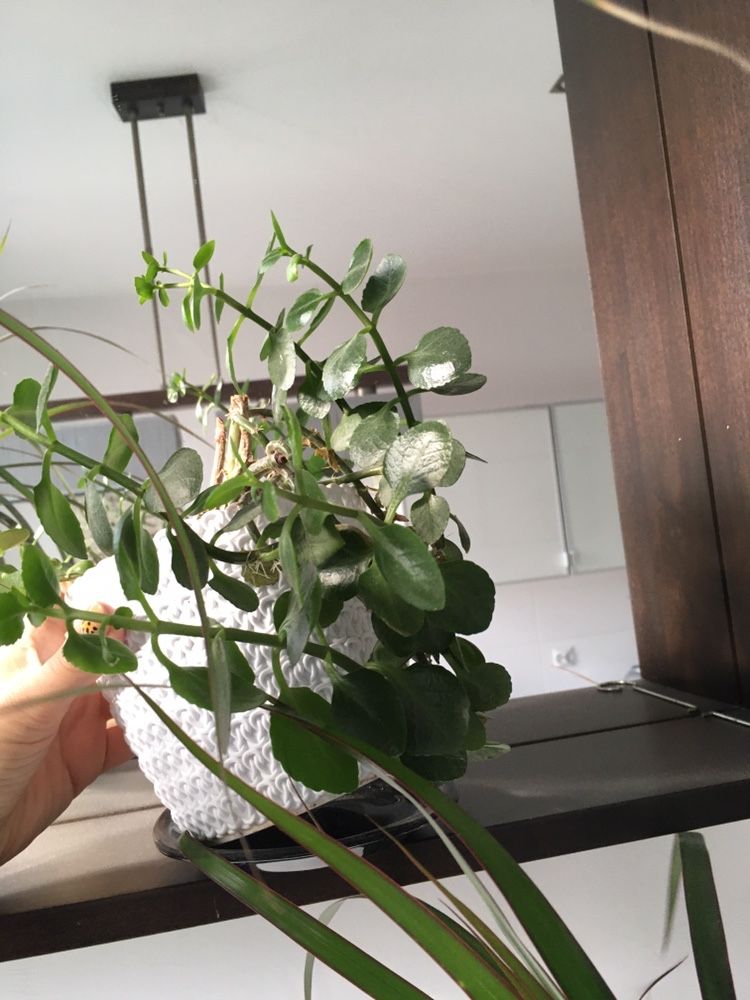 Kwiaty doniczkowe palma dracena i benjaminek
