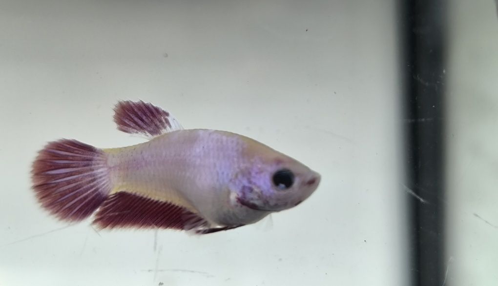 Bettas juvenis criação propria