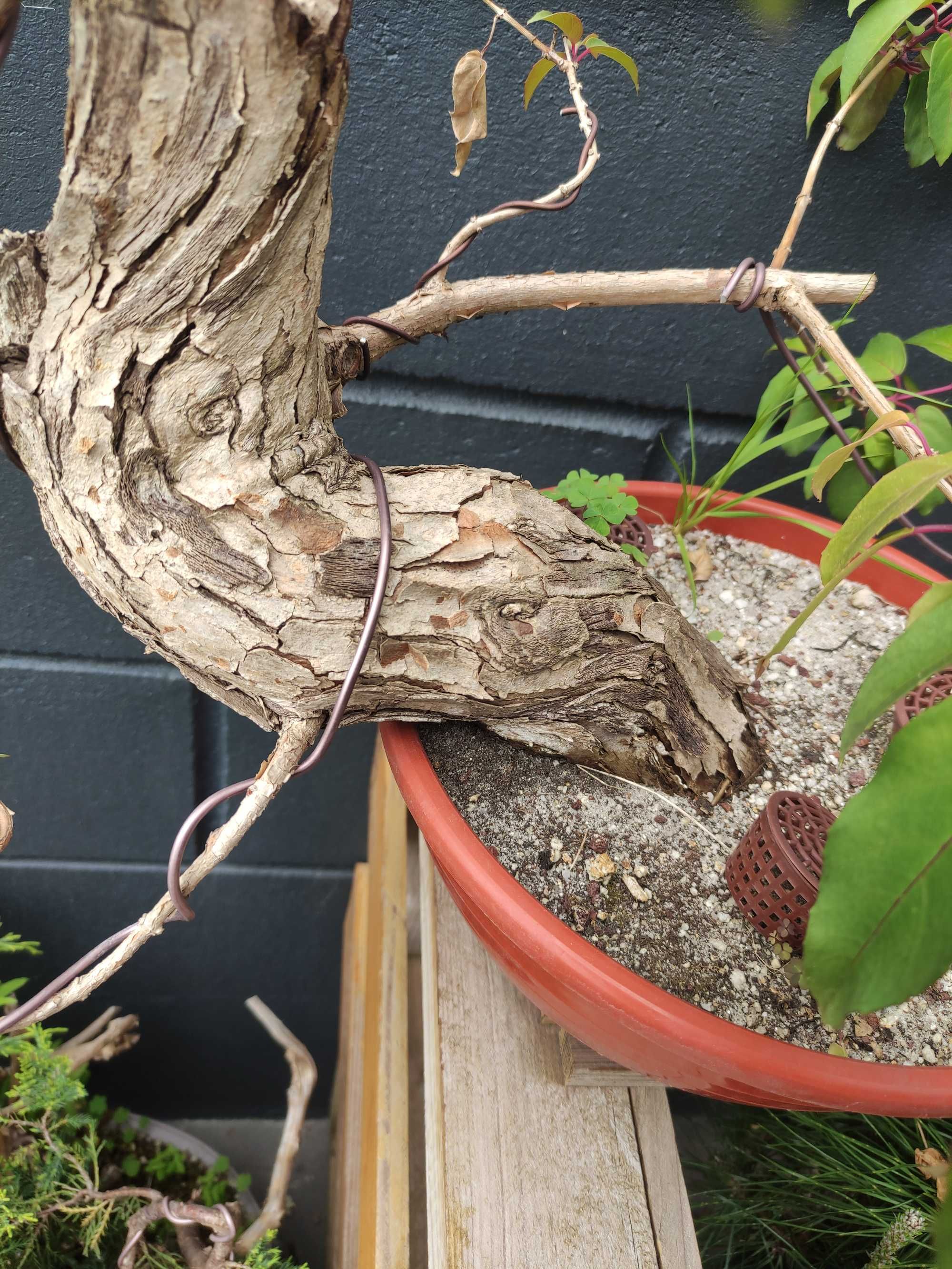 Bonsai Fushia (Brinco-de-princesa)