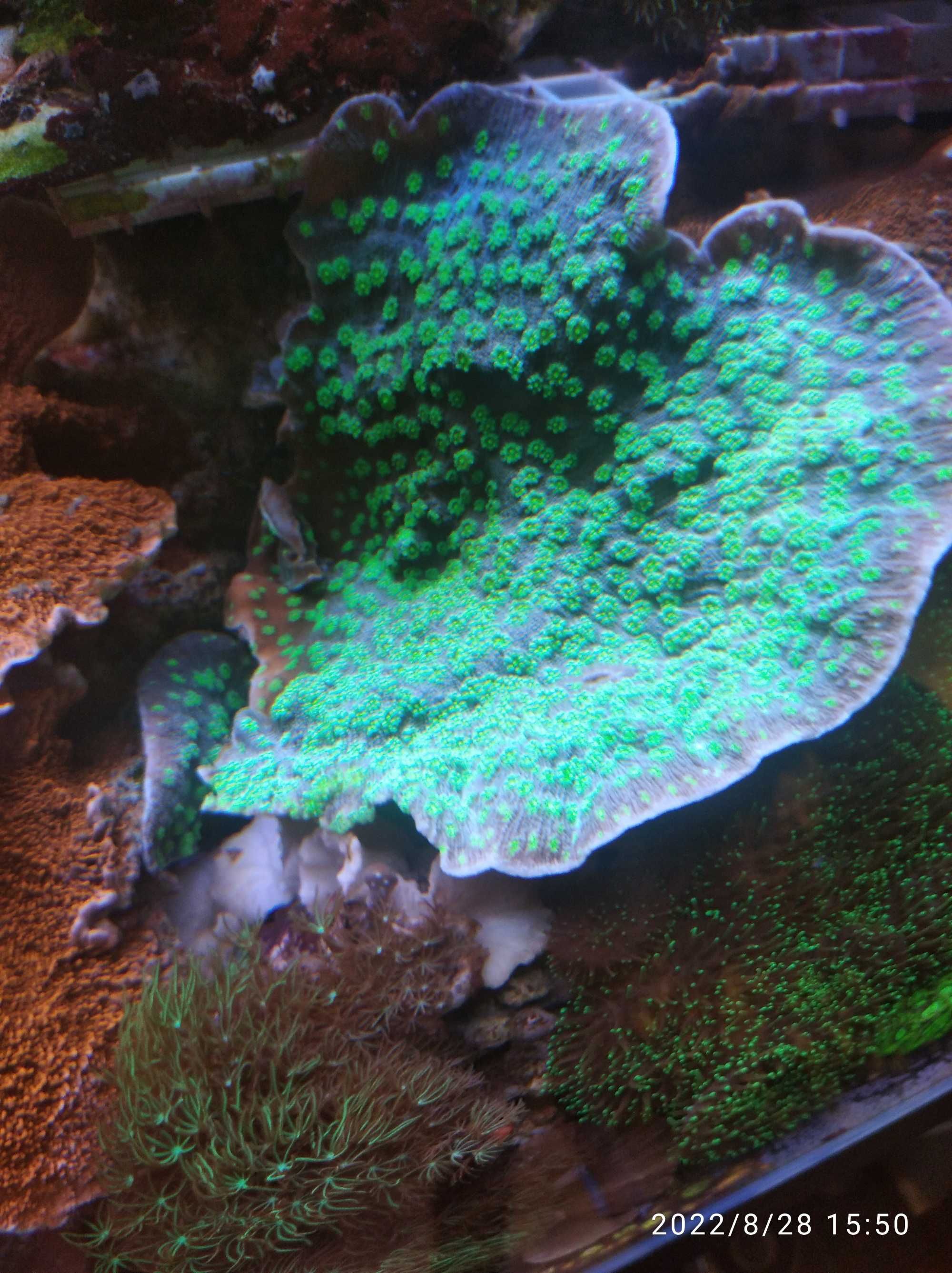 Echinopora akwarium morskie