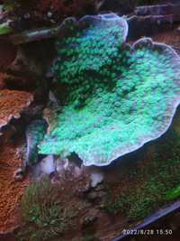 Echinopora akwarium morskie