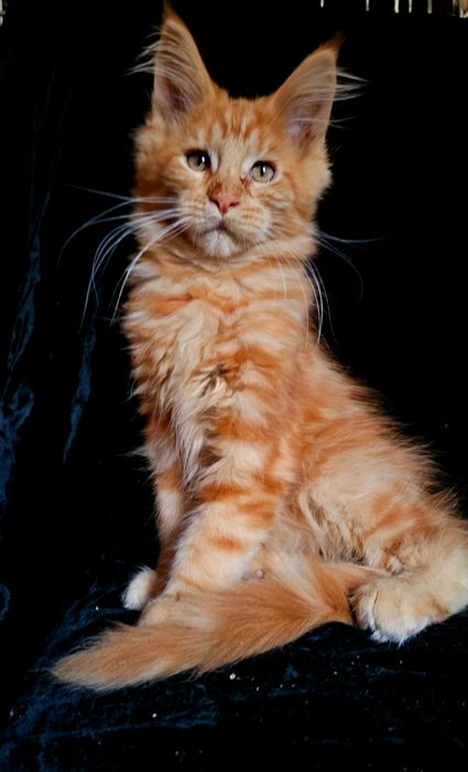 Рыжий мальчик мейн кун