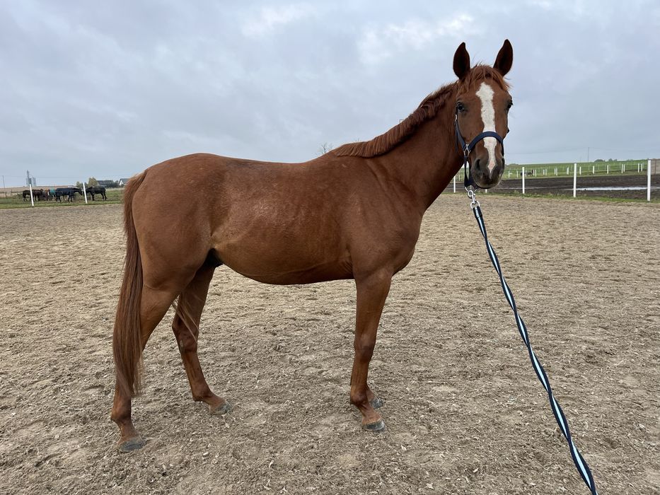 przyszlosciowy walach