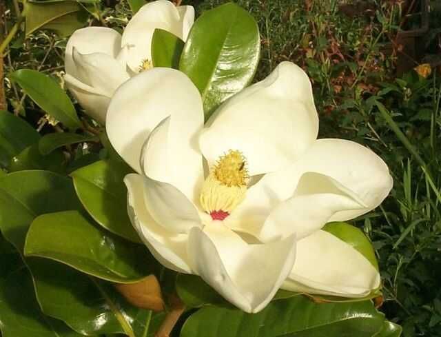 Magnolia grandiflora "Alta", wieczniezielona, duże sadzonki