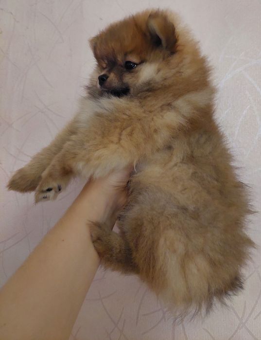 Померанський шпіц